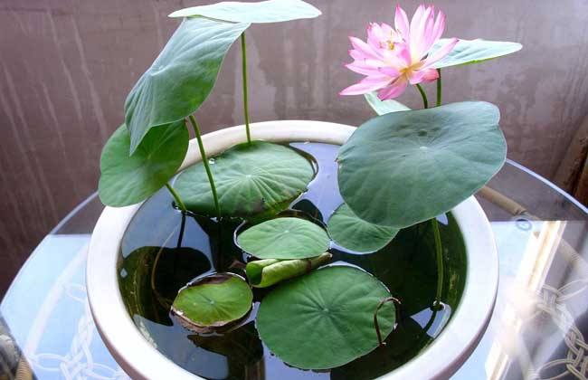 ������������ô�� ��������ֲ����ˮ��ͼƬ�̳�