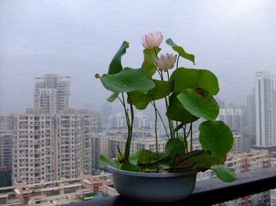 ������������ô�� ��������ֲ����ˮ��ͼƬ�̳�