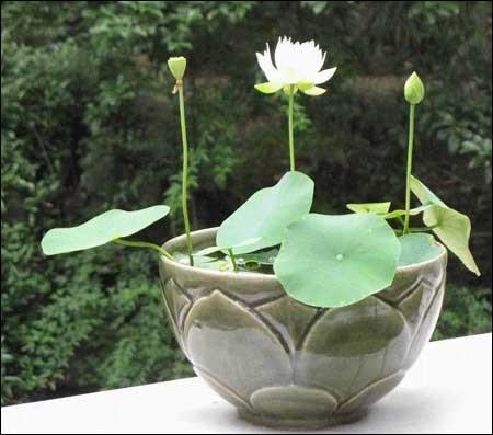 ������������ô�� ��������ֲ����ˮ��ͼƬ�̳�