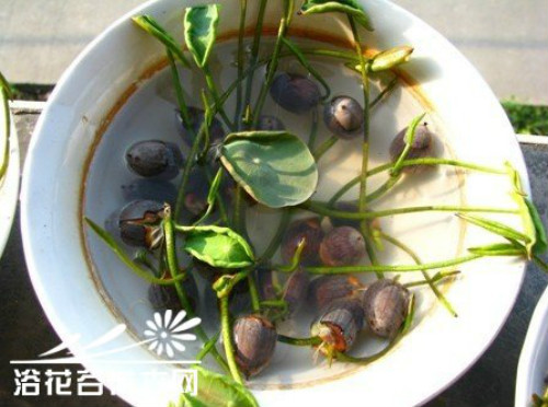 ������������ô�� ��������ֲ����ˮ��ͼƬ�̳�