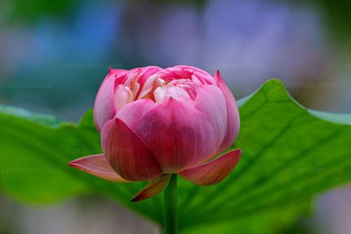 ������������ô�� ��������ֲ����ˮ��ͼƬ�̳�