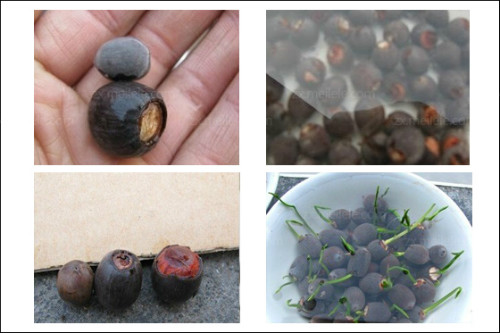 ������������ô�� ��������ֲ����ˮ��ͼƬ�̳�