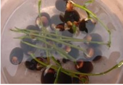 ������������ô�� ��������ֲ����ˮ��ͼƬ�̳�