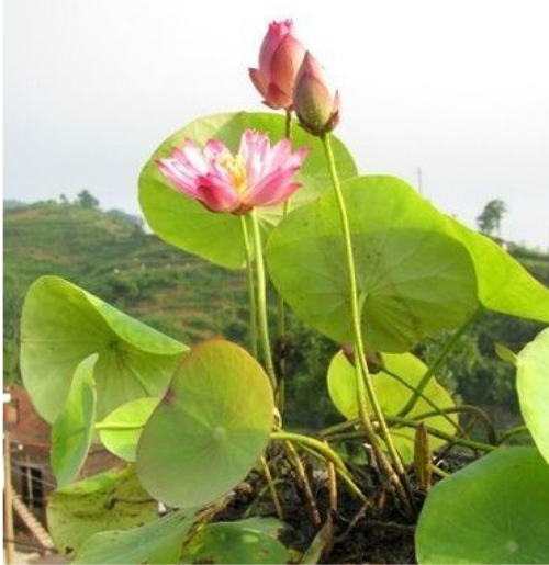 ������������ô�� ��������ֲ����ˮ��ͼƬ�̳�