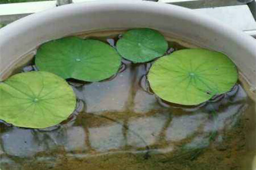 ������������ô�� ��������ֲ����ˮ��ͼƬ�̳�