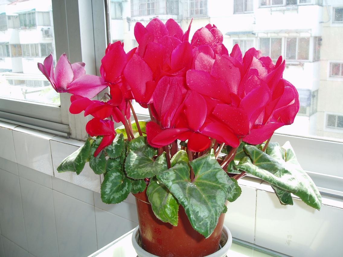 仙客来有毒吗对身体有害吗 仙客来可以放在卧室吗风水作用