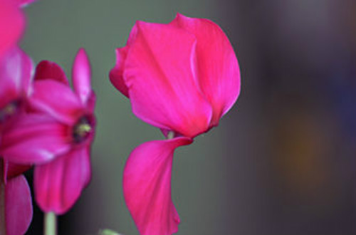 仙客来有毒吗对身体有害吗 仙客来可以放在卧室吗风水作用