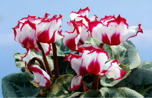 仙客来有毒吗对身体有害吗 仙客来可以放在卧室吗风水作用