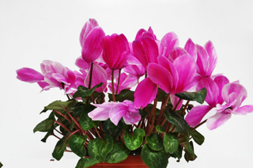 仙客来有毒吗对身体有害吗 仙客来可以放在卧室吗风水作用