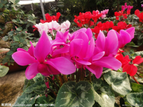 仙客来有毒吗对身体有害吗 仙客来可以放在卧室吗风水作用