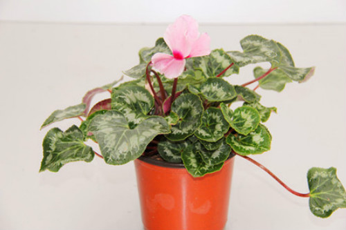 仙客来有毒吗对身体有害吗 仙客来可以放在卧室吗风水作用