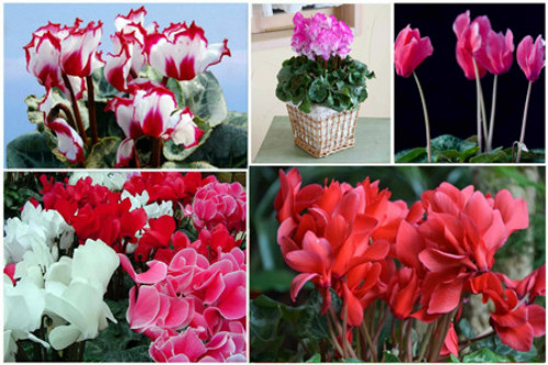 仙客来有毒吗对身体有害吗 仙客来可以放在卧室吗风水作用