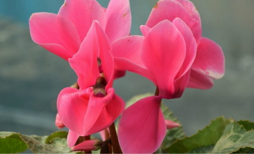 仙客来有毒吗对身体有害吗 仙客来可以放在卧室吗风水作用