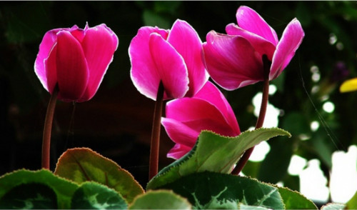 仙客来有毒吗对身体有害吗 仙客来可以放在卧室吗风水作用