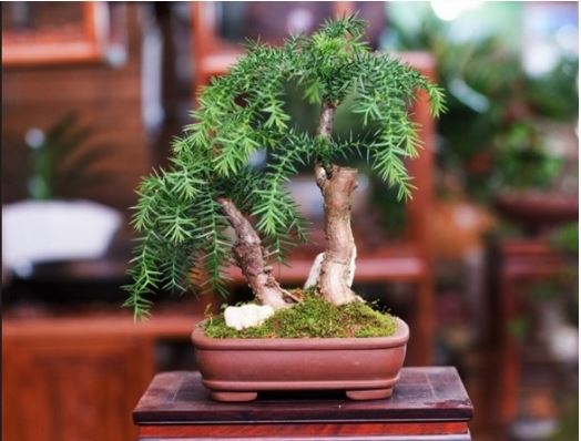 澳洲杉盆景怎么养 澳洲杉的养殖方法和注意事项盆景修剪方法图解