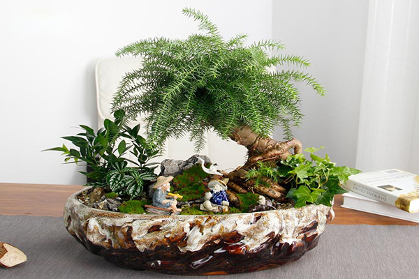 澳洲杉盆景怎么养 澳洲杉的养殖方法和注意事项盆景修剪方法图解