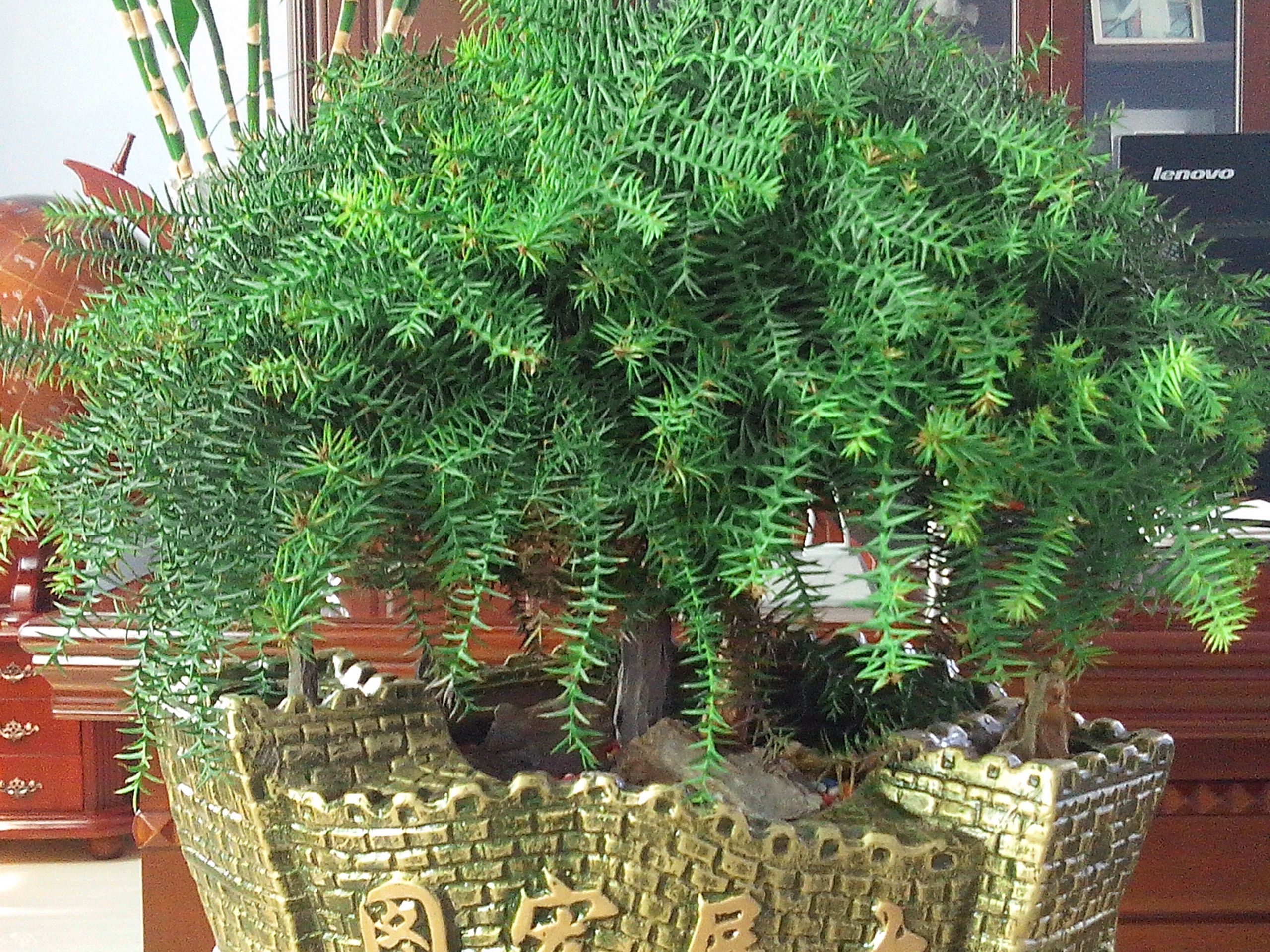 澳洲杉盆景怎么养 澳洲杉的养殖方法和注意事项盆景修剪方法图解