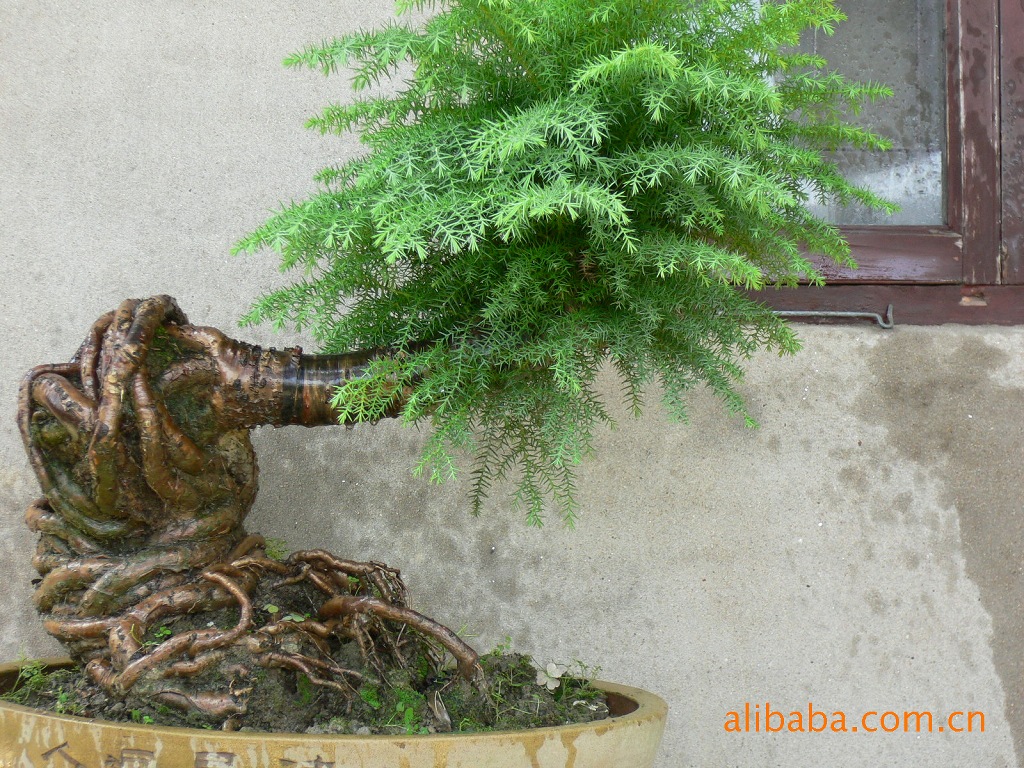 澳洲杉盆景怎么养 澳洲杉的养殖方法和注意事项盆景修剪方法图解