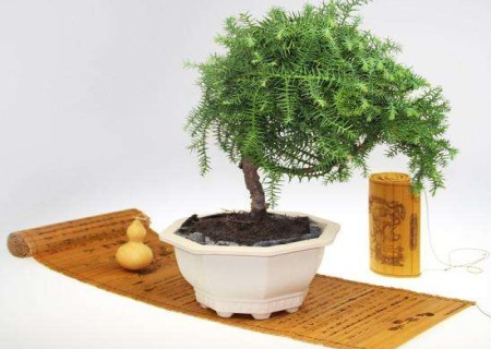 澳洲杉盆景怎么养 澳洲杉的养殖方法和注意事项盆景修剪方法图解