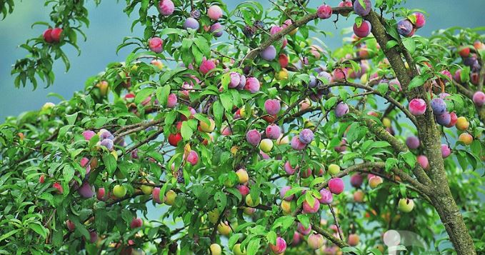 李子树可以嫁接什么树?李子树嫁接最佳时间方法技术图解