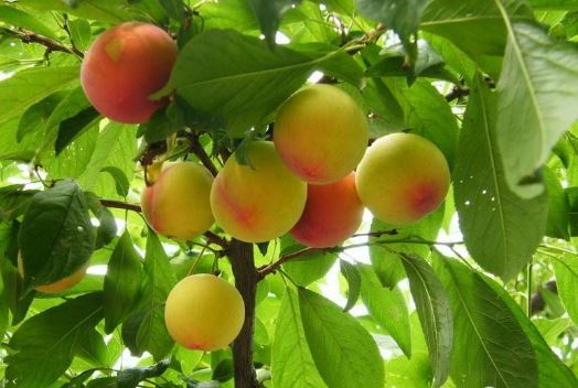 李子树可以嫁接什么树?李子树嫁接最佳时间方法技术图解