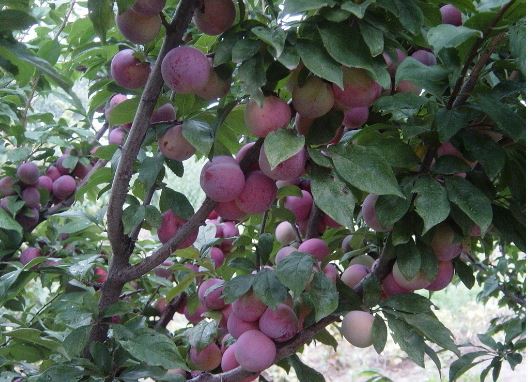 李子树可以嫁接什么树?李子树嫁接最佳时间方法技术图解