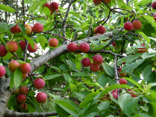 李子树可以嫁接什么树?李子树嫁接最佳时间方法技术图解