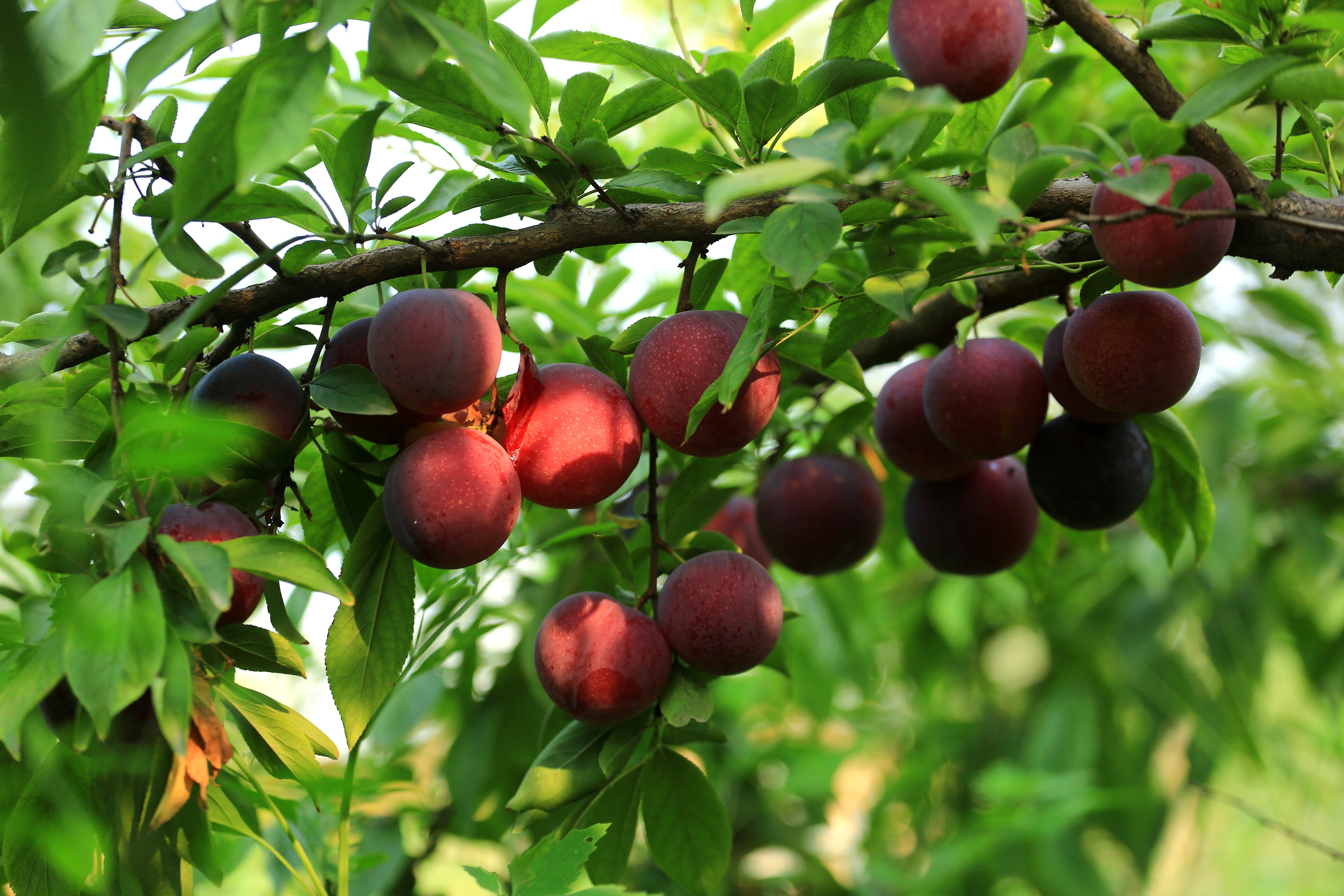 李子树管理五个要点 李子树的栽培技术与修剪方法图解病虫害防治