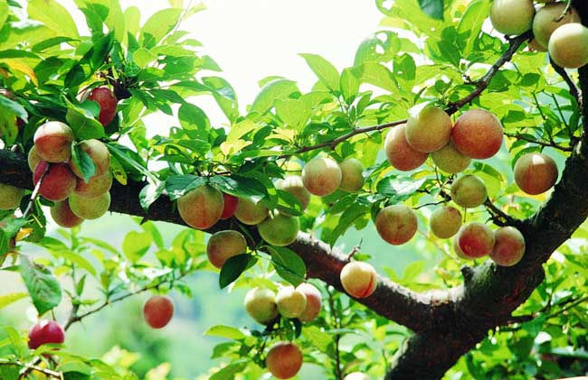 李子树管理五个要点 李子树的栽培技术与修剪方法图解病虫害防治