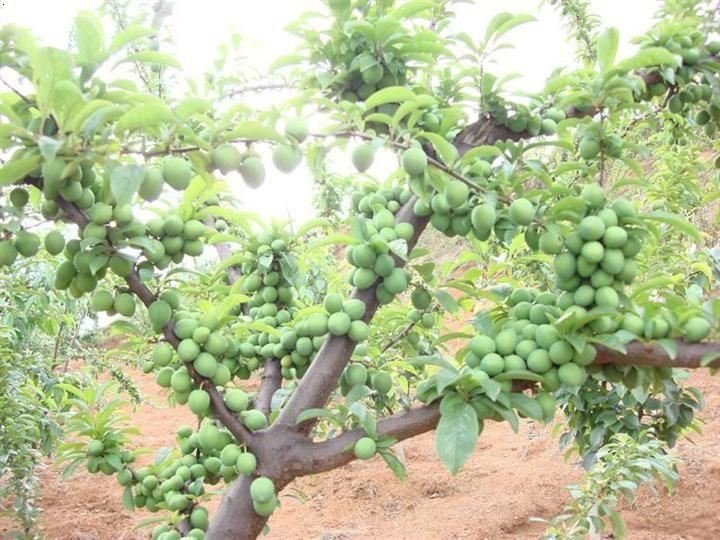 李子树管理五个要点 李子树的栽培技术与修剪方法图解病虫害防治