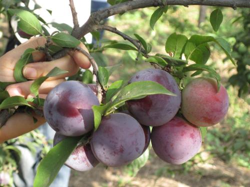 李子树管理五个要点 李子树的栽培技术与修剪方法图解病虫害防治