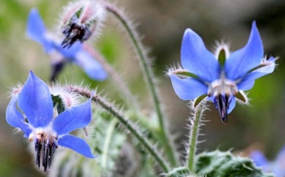 琉璃苣的花语传说功效与作用 琉璃苣油副作用对皮肤的功效