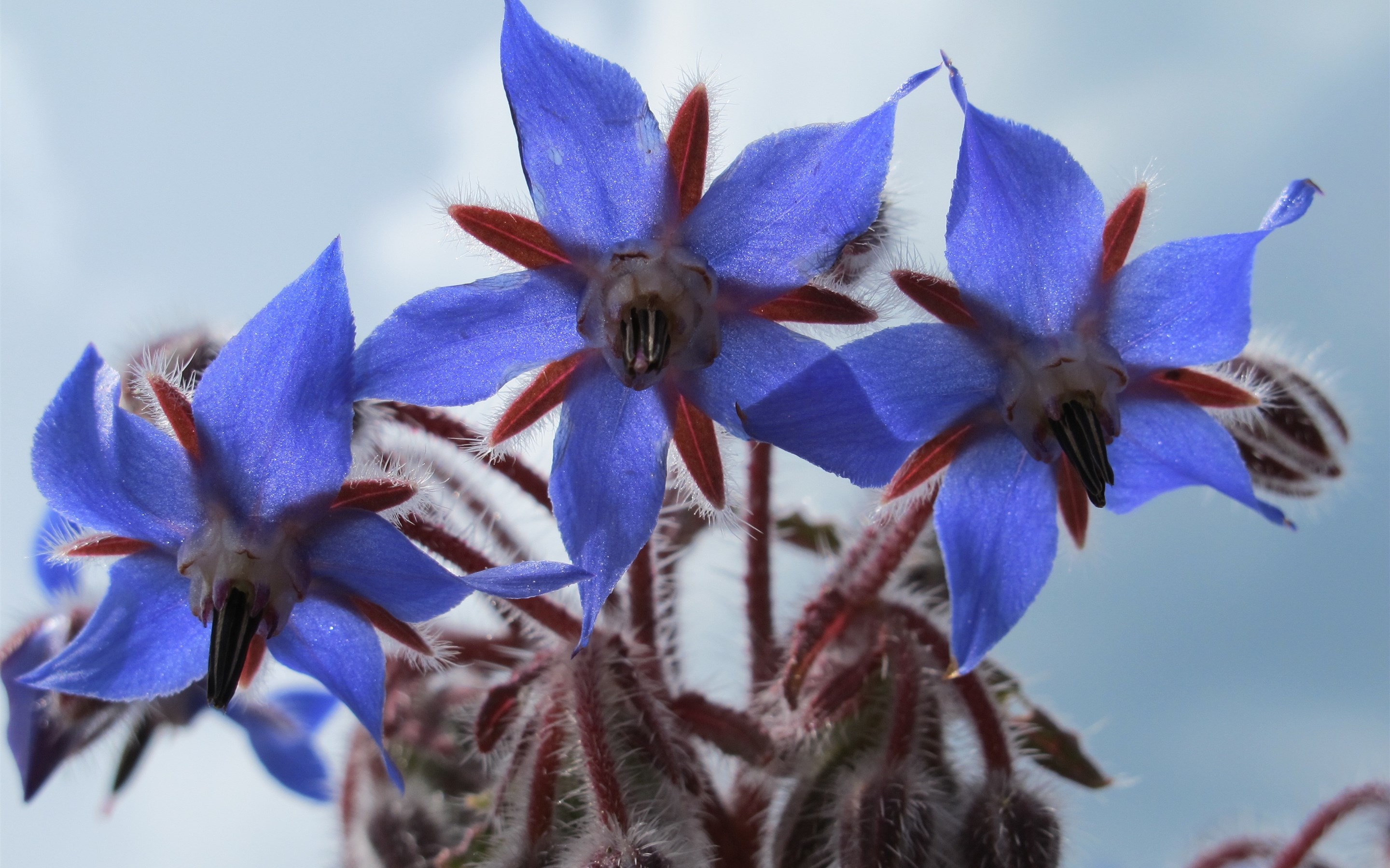 琉璃苣的花语传说功效与作用 琉璃苣油副作用对皮肤的功效