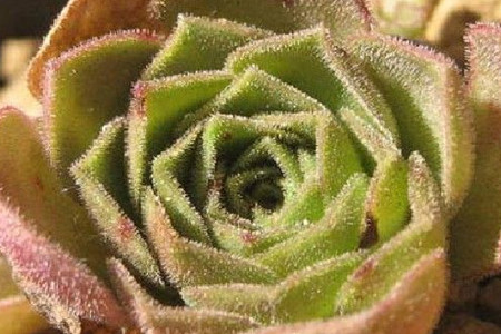 ɽ��õ��Ʒ�ִ�ȫͼ�׼����ּ���?ɽ��õ�忪��ͼƬ��ȫ���ֺÿ�