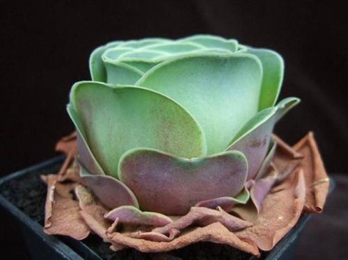 ɽ��õ��Ʒ�ִ�ȫͼ�׼����ּ���?ɽ��õ�忪��ͼƬ��ȫ���ֺÿ�