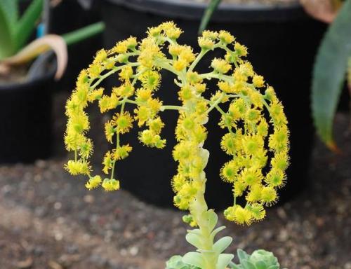 ɽ��õ��Ʒ�ִ�ȫͼ�׼����ּ���?ɽ��õ�忪��ͼƬ��ȫ���ֺÿ�