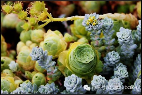 ɽ��õ��Ʒ�ִ�ȫͼ�׼����ּ���?ɽ��õ�忪��ͼƬ��ȫ���ֺÿ�