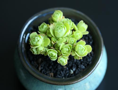 ɽ��õ��Ʒ�ִ�ȫͼ�׼����ּ���?ɽ��õ�忪��ͼƬ��ȫ���ֺÿ�