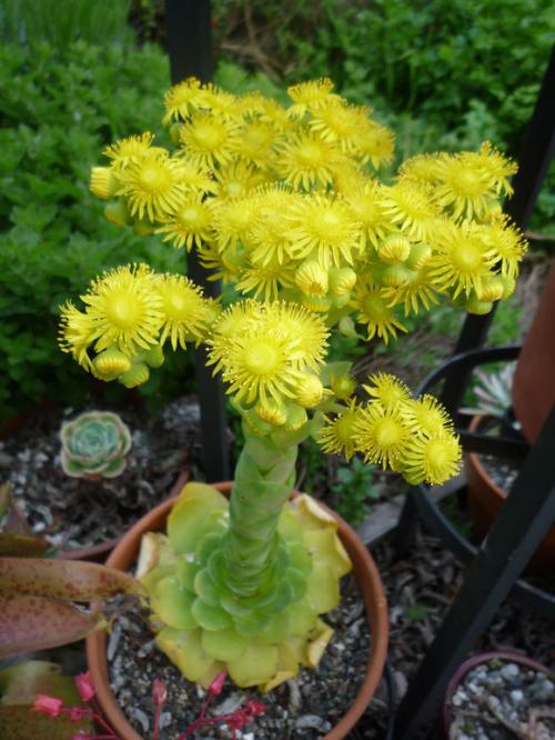 ɽ��õ��Ʒ�ִ�ȫͼ�׼����ּ���?ɽ��õ�忪��ͼƬ��ȫ���ֺÿ�