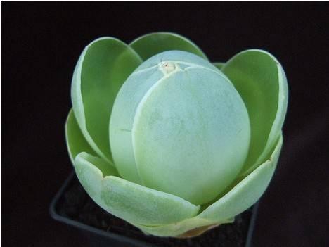 ɽ��õ��Ʒ�ִ�ȫͼ�׼����ּ���?ɽ��õ�忪��ͼƬ��ȫ���ֺÿ�