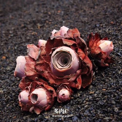 ɽ��õ��Ʒ�ִ�ȫͼ�׼����ּ���?ɽ��õ�忪��ͼƬ��ȫ���ֺÿ�