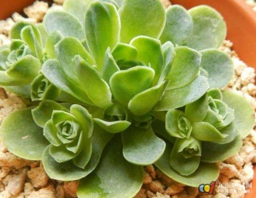 山地玫瑰侧芽扦插繁殖的详细步骤图解,山地玫瑰侧芽怎么剪方法图