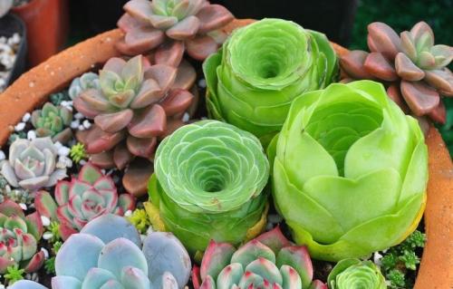 ɽ��õ���ѿǤ�己ֳ����ϸ����ͼ��,ɽ��õ���ѿ��ô������ͼ