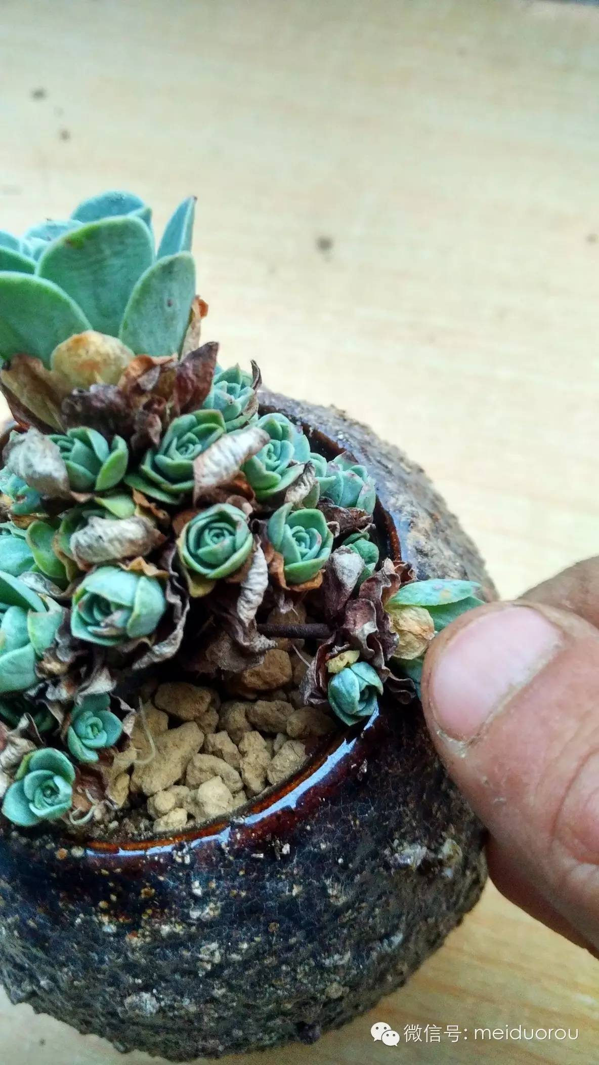 ɽ��õ���ѿǤ�己ֳ����ϸ����ͼ��,ɽ��õ���ѿ��ô������ͼ