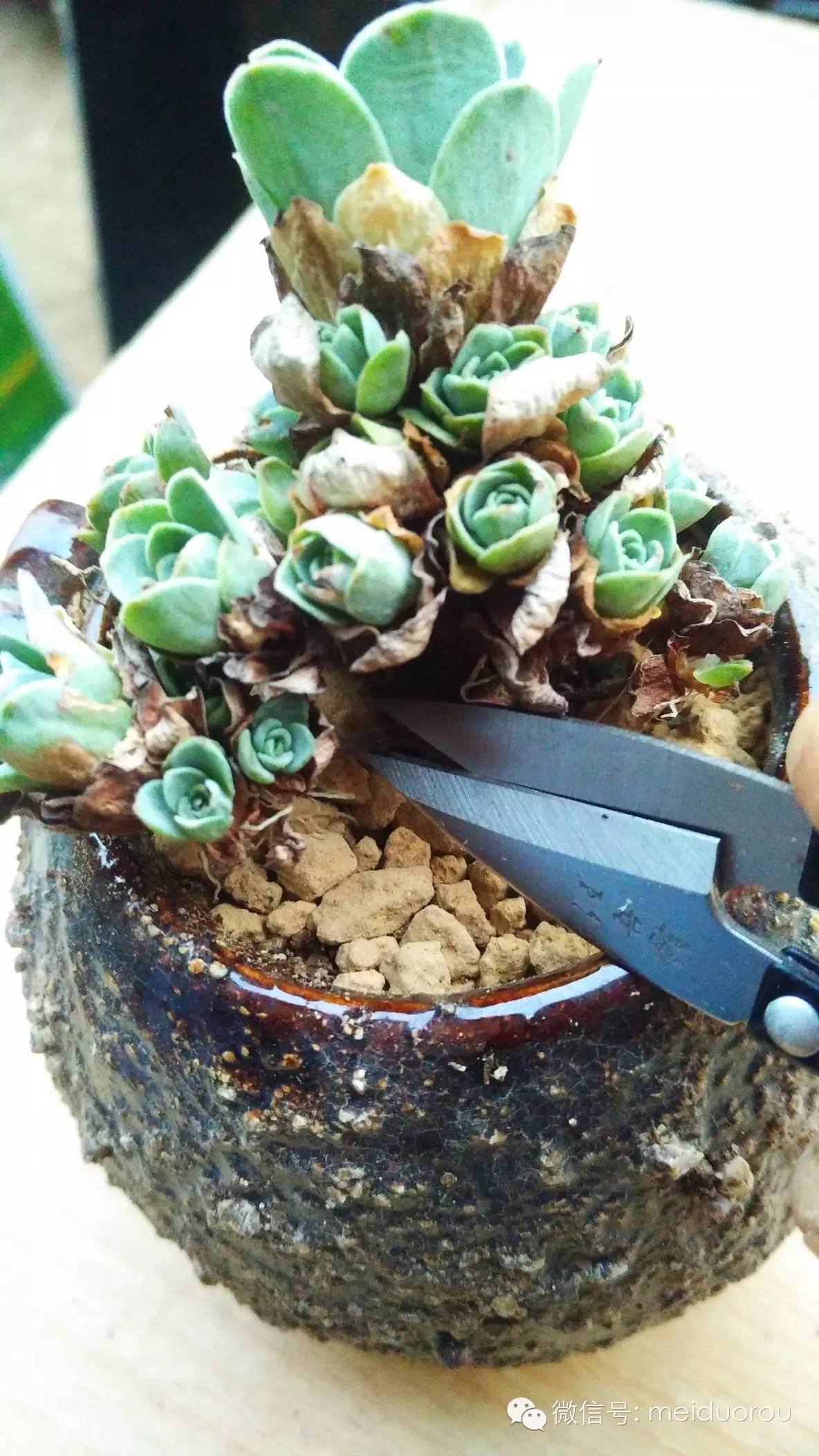 山地玫瑰侧芽扦插繁殖的详细步骤图解,山地玫瑰侧芽怎么剪方法图