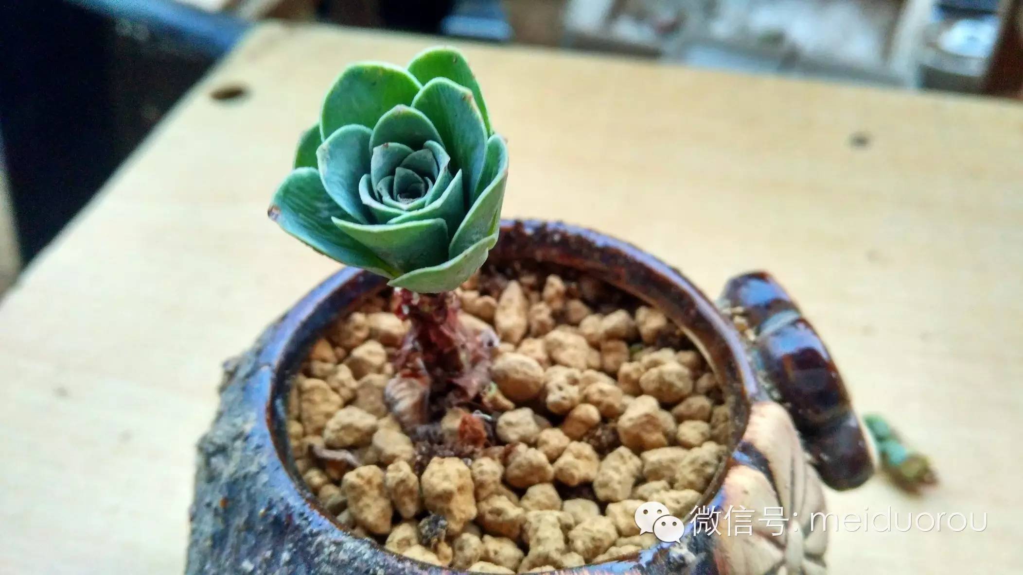 山地玫瑰侧芽扦插繁殖的详细步骤图解,山地玫瑰侧芽怎么剪方法图