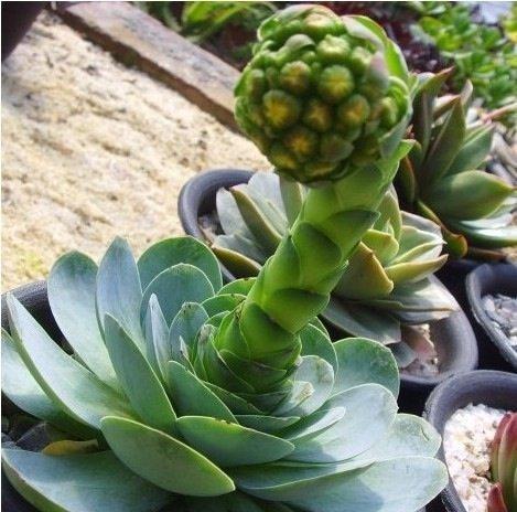 山地玫瑰侧芽扦插繁殖的详细步骤图解,山地玫瑰侧芽怎么剪方法图