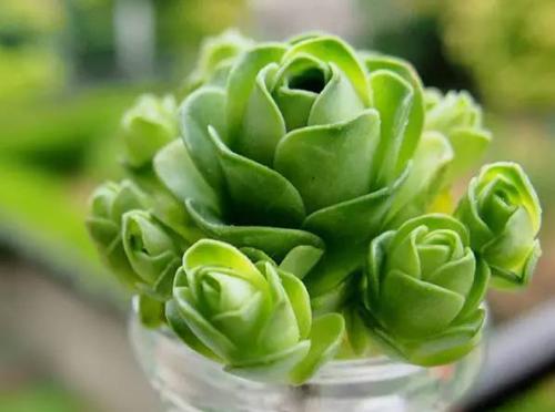 ɽ��õ���ѿǤ�己ֳ����ϸ����ͼ��,ɽ��õ���ѿ��ô������ͼ