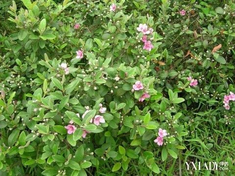 姚金娘是什么植物最常见的种植方法,姚金娘泡酒的功效与作用