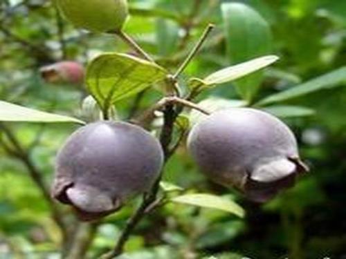 姚金娘是什么植物最常见的种植方法,姚金娘泡酒的功效与作用